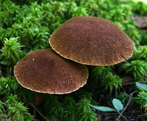 Suillus cavipes (Suillis ampliporus) Suillus cavipes (Hollow Stalked Larch Bolete) showing the top of the brown cap and the dense hairs that cover it. Found growing under tamarack in a mixed black spruce and tamarack conifer swamp. Although called Suillus cavipes in most manuals the North American mushrooms are not the same species as the European. DNA analysis shows them to be distinct species. The accepted name for the North American species is Suillis ampliporus.

https://www.mushroomexpert.com/suillus_cavipes.html Fall,Geotagged,Suillis ampliporus,Suillus cavipes,United States,bolete