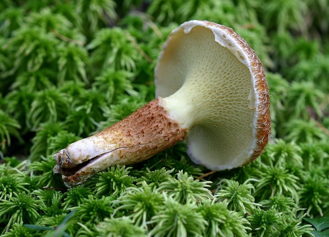 Suillus cavipes (Suillis ampliporus) Suillus cavipes (Hollow Bolete) showing scabrous stalk. Although called Suillus cavipes in most manuals the North American mushrooms are not the same species as the European. DNA analysis shows them to be distinct species. The accepted name for the North American species is Suillis ampliporus.<br />
 Fall,Geotagged,Hollow Bolete,Suillis ampliporus,Suillus cavipes,United States,bolete