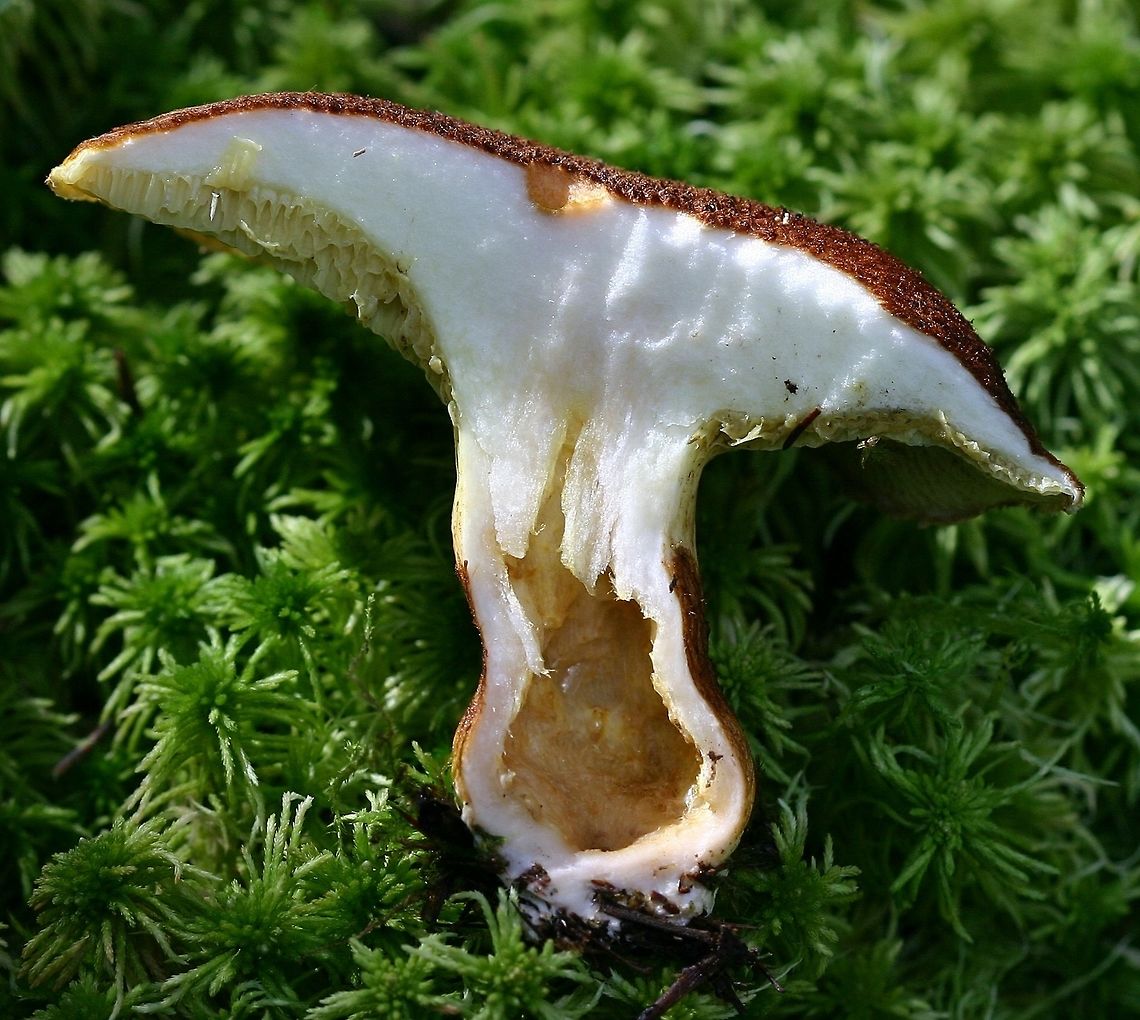 Suillus cavipes (Suillis ampliporus) Suillus cavipes (Hollow Bolete) cross section of cap and stalk which is hollow.<br />
<br />
Although called Suillus cavipes in most manuals the North American mushrooms are not the same species as the European one. DNA analysis shows them to be distinct species. The accepted name for the North American species is Suillis ampliporus.<br />
<br />
<figure class="photo"><a href="https://www.jungledragon.com/image/75262/suillus_cavipes_suillis_ampliporus.html" title="Suillus cavipes (Suillis ampliporus)"><img src="https://s3.amazonaws.com/media.jungledragon.com/images/3383/75262_thumb.jpg?AWSAccessKeyId=05GMT0V3GWVNE7GGM1R2&Expires=1759968010&Signature=awuyS8JIEI1fuG2cychkuaYmNvM%3D" width="200" height="164" alt="Suillus cavipes (Suillis ampliporus) Suillus cavipes (Hollow Stalked Larch Bolete) showing the top of the brown cap and the dense hairs that cover it. Found growing under tamarack in a mixed black spruce and tamarack conifer swamp. Although called Suillus cavipes in most manuals the North American mushrooms are not the same species as the European. DNA analysis shows them to be distinct species. The accepted name for the North American species is Suillis ampliporus.<br />
<br />
https://www.mushroomexpert.com/suillus_cavipes.html Fall,Geotagged,Suillis ampliporus,Suillus cavipes,United States,bolete" /></a></figure> Fall,Geotagged,Hollow Bolete,Minnesota,Suillus ampliporus,Suillus cavipes,United States,bolete,fungus,mushroom