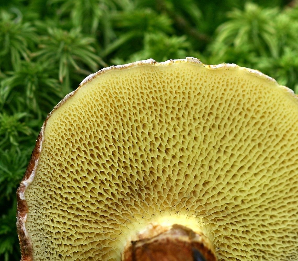 Suillus cavipes (Suillis ampliporus) Suillus cavipes (Hollow Stalked Larch Bolete) showing pore surface.<br />
<br />
Although called Suillus cavipes in most manuals the North American mushrooms are not the same species as the European. DNA analysis shows them to be distinct species. The accepted name for the North American species is Suillis ampliporus.<br />
<br />
<figure class="photo"><a href="https://www.jungledragon.com/image/75262/suillus_cavipes_suillis_ampliporus.html" title="Suillus cavipes (Suillis ampliporus)"><img src="https://s3.amazonaws.com/media.jungledragon.com/images/3383/75262_thumb.jpg?AWSAccessKeyId=05GMT0V3GWVNE7GGM1R2&Expires=1769040010&Signature=BDlRHlzYf5eziKKXQmAeOgMHHkM%3D" width="200" height="164" alt="Suillus cavipes (Suillis ampliporus) Suillus cavipes (Hollow Stalked Larch Bolete) showing the top of the brown cap and the dense hairs that cover it. Found growing under tamarack in a mixed black spruce and tamarack conifer swamp. Although called Suillus cavipes in most manuals the North American mushrooms are not the same species as the European. DNA analysis shows them to be distinct species. The accepted name for the North American species is Suillis ampliporus.<br />
<br />
https://www.mushroomexpert.com/suillus_cavipes.html Fall,Geotagged,Suillis ampliporus,Suillus cavipes,United States,bolete" /></a></figure> Fall,Geotagged,Suillus ampliporus,Suillus cavipes,United States,bolete