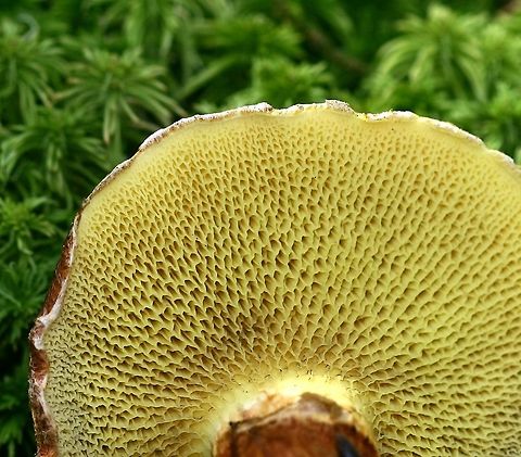 Suillus cavipes (Suillis ampliporus) Suillus cavipes (Hollow Stalked Larch Bolete) showing pore surface.

Although called Suillus cavipes in most manuals the North American mushrooms are not the same species as the European. DNA analysis shows them to be distinct species. The accepted name for the North American species is Suillis ampliporus.

https://www.jungledragon.com/image/75262/suillus_cavipes_suillis_ampliporus.html Fall,Geotagged,Suillus ampliporus,Suillus cavipes,United States,bolete