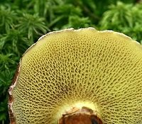 Suillus cavipes (Suillis ampliporus) Suillus cavipes (Hollow Stalked Larch Bolete) showing pore surface.<br />
<br />
Although called Suillus cavipes in most manuals the North American mushrooms are not the same species as the European. DNA analysis shows them to be distinct species. The accepted name for the North American species is Suillis ampliporus.<br />
<br />
https://www.jungledragon.com/image/75262/suillus_cavipes_suillis_ampliporus.html Fall,Geotagged,Suillus ampliporus,Suillus cavipes,United States,bolete