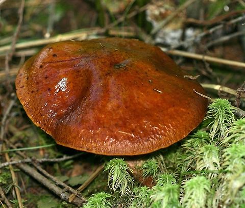 Suillus grevillei (Suillus clintonianus) Suillus grevillei (Larch Bolete) showing slimy cap. Growing under tamaracks and black spruce in a conifer swamp. Ectomycorrhizal with tamarack.

This is another North American Suillus that was once considered to be the same species as the European one. DNA analysis has shown that the North American species is distinct and is properly called Suillus clintonianus. https://genome.jgi.doe.gov/Suicli1/Suicli1.home.html Fall,Geotagged,Larch Bolete,Suillus clintonianus,Suillus grevillei,United States,bolete,fungus,mushroom