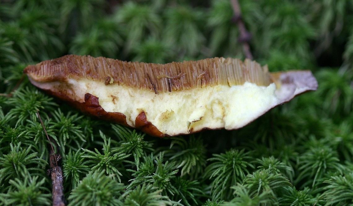 Suillus grevillei (Suillus clintonianus) Suillus grevillei (Larch Bolete) showing cap cut to expose gills and flesh. Ectomycorrhizal with tamarack.<br />
<br />
This is another North American Suillus that was once considered to be the same species as the European one. DNA analysis has shown that the North American species is distinct and is properly called Suillus clintonianus. <a href="https://genome.jgi.doe.gov/Suicli1/Suicli1.home.html" rel="nofollow">https://genome.jgi.doe.gov/Suicli1/Suicli1.home.html</a><br />
<br />
<figure class="photo"><a href="https://www.jungledragon.com/image/75269/suillus_grevillei_suillus_clintonianus.html" title="Suillus grevillei (Suillus clintonianus)"><img src="https://s3.amazonaws.com/media.jungledragon.com/images/3383/75269_thumb.jpg?AWSAccessKeyId=05GMT0V3GWVNE7GGM1R2&Expires=1759968010&Signature=FAI39W%2FVacrkS%2FSbmC%2FiYQK8b2A%3D" width="200" height="158" alt="Suillus grevillei (Suillus clintonianus) Suillus grevillei (Larch Bolete) showing pore surface.Ectomycorrhizal with tamarack.<br />
<br />
This is another North American Suillus that was once considered to be the same species as the European one. DNA analysis has shown that the North American species is distinct and is properly called Suillus clintonianus. https://genome.jgi.doe.gov/Suicli1/Suicli1.home.html<br />
<br />
https://www.jungledragon.com/image/75268/suillus_grevillei_suillus_clintonianus.html Fall,Geotagged,Larch Bolete,Suillus clintonianus,Suillus grevillei,United States,bolete,fungus,mushroom" /></a></figure> Fall,Geotagged,Larch bolete,Suillus clintonianus,Suillus grevillei,United States,bolete,fungus,mushroom
