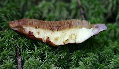 Suillus grevillei (Suillus clintonianus) Suillus grevillei (Larch Bolete) showing cap cut to expose gills and flesh. Ectomycorrhizal with tamarack.

This is another North American Suillus that was once considered to be the same species as the European one. DNA analysis has shown that the North American species is distinct and is properly called Suillus clintonianus. https://genome.jgi.doe.gov/Suicli1/Suicli1.home.html

https://www.jungledragon.com/image/75269/suillus_grevillei_suillus_clintonianus.html Fall,Geotagged,Larch bolete,Suillus clintonianus,Suillus grevillei,United States,bolete,fungus,mushroom