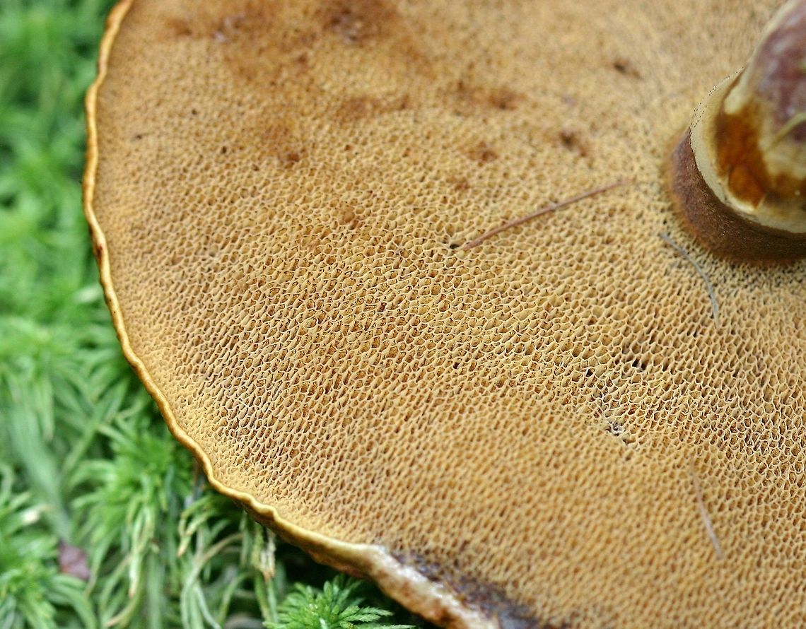 Suillus grevillei (Suillus clintonianus) Suillus grevillei (Larch Bolete) showing pore surface.Ectomycorrhizal with tamarack.<br />
<br />
This is another North American Suillus that was once considered to be the same species as the European one. DNA analysis has shown that the North American species is distinct and is properly called Suillus clintonianus. <a href="https://genome.jgi.doe.gov/Suicli1/Suicli1.home.html" rel="nofollow">https://genome.jgi.doe.gov/Suicli1/Suicli1.home.html</a><br />
<br />
<figure class="photo"><a href="https://www.jungledragon.com/image/75268/suillus_grevillei_suillus_clintonianus.html" title="Suillus grevillei (Suillus clintonianus)"><img src="https://s3.amazonaws.com/media.jungledragon.com/images/3383/75268_thumb.jpg?AWSAccessKeyId=05GMT0V3GWVNE7GGM1R2&Expires=1763596810&Signature=uhJY%2BRKtHi1mOMVd4Za%2BL%2FyR6wU%3D" width="200" height="118" alt="Suillus grevillei (Suillus clintonianus) Suillus grevillei (Larch Bolete) showing cap cut to expose gills and flesh. Ectomycorrhizal with tamarack.<br />
<br />
This is another North American Suillus that was once considered to be the same species as the European one. DNA analysis has shown that the North American species is distinct and is properly called Suillus clintonianus. https://genome.jgi.doe.gov/Suicli1/Suicli1.home.html<br />
<br />
https://www.jungledragon.com/image/75269/suillus_grevillei_suillus_clintonianus.html Fall,Geotagged,Larch bolete,Suillus clintonianus,Suillus grevillei,United States,bolete,fungus,mushroom" /></a></figure> Fall,Geotagged,Larch Bolete,Suillus clintonianus,Suillus grevillei,United States,bolete,fungus,mushroom