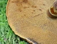 Suillus grevillei (Suillus clintonianus) Suillus grevillei (Larch Bolete) showing pore surface.Ectomycorrhizal with tamarack.<br />
<br />
This is another North American Suillus that was once considered to be the same species as the European one. DNA analysis has shown that the North American species is distinct and is properly called Suillus clintonianus. https://genome.jgi.doe.gov/Suicli1/Suicli1.home.html<br />
<br />
https://www.jungledragon.com/image/75268/suillus_grevillei_suillus_clintonianus.html Fall,Geotagged,Larch Bolete,Suillus clintonianus,Suillus grevillei,United States,bolete,fungus,mushroom