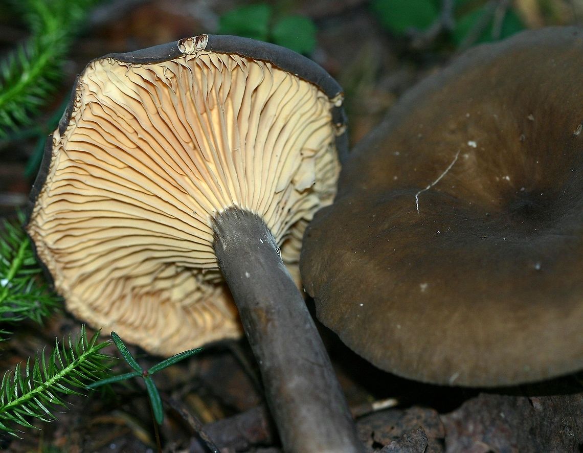 Lactarius lignyotus Lactarius lignyotus (Chocolate Milkcap) found growing under balsam fir, black spruce, and tamarack in a mesic conifer forest. Sap is white. Geotagged,Lactarius lignyotus,Summer,United States,milkcaps