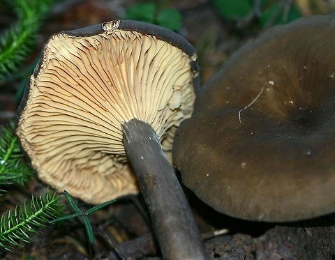 Lactarius lignyotus Lactarius lignyotus (Chocolate Milkcap) found growing under balsam fir, black spruce, and tamarack in a mesic conifer forest. Sap is white. Geotagged,Lactarius lignyotus,Summer,United States,milkcaps
