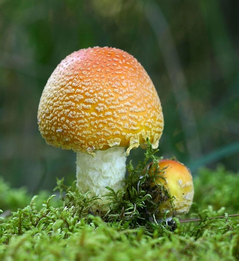 Amanita muscaria subsp. flavivolvata Amanita muscaria subsp. flavivolvata (Fly Agaric) growing under balsam fir in a conifer windbreak. Amanita muscaria,Amanita muscaria subsp. flavivolva,Amanita muscaria subsp. flavivolvata,Fly agaric,Geotagged,Summer,United States,mushroom