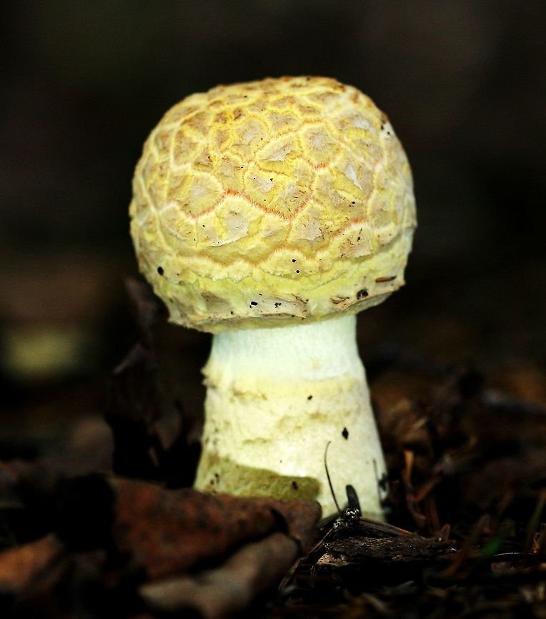 Amanita muscaria Amanita muscaria (Fly Agaric) at a very early stage of development. Growing under balsam fir, white spruce, black spruce, paper birch, and quaking aspen in a mesic forest. Amanita muscaria,Fly agaric,Geotagged,Minnesota,Summer,United States,fungus,mushroom