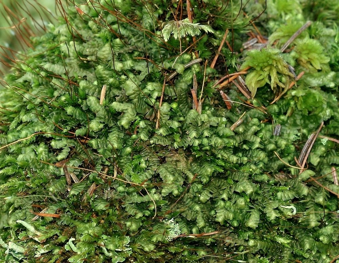 Bazzania trilobata Bazzania trilobata (Whipwort) growing on a decomposed stump in a conifer swamp. The larvae of the primitive mandibulate moth Epimartyria auricrinella (Goldcap Moss-eater Moth) are associated with this hepatophyte and probably feed on it. Bazzania trilobata,Epimartyria auricrinella,Geotagged,Spring,Threelobed bazzania,United States,Whipwort,conifer swamp,hepatopphyte,liverwort