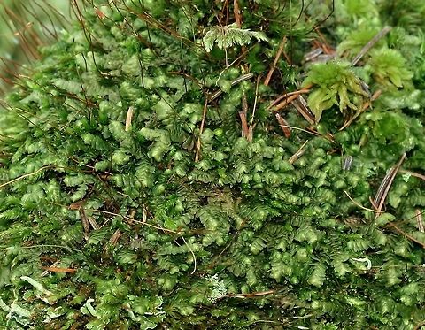 Bazzania trilobata Bazzania trilobata (Whipwort) growing on a decomposed stump in a conifer swamp. The larvae of the primitive mandibulate moth Epimartyria auricrinella (Goldcap Moss-eater Moth) are associated with this hepatophyte and probably feed on it. Bazzania trilobata,Epimartyria auricrinella,Geotagged,Spring,Threelobed bazzania,United States,Whipwort,conifer swamp,hepatopphyte,liverwort