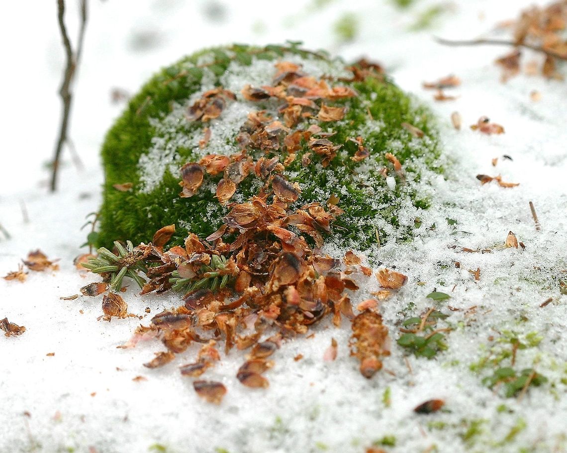 Winter meal Scraps of a black spruce cone left after a red squirrel's meal. Geotagged,Picea mariana,United States,Winter,black spruce,mariana,red squirrel,signs of wildlife