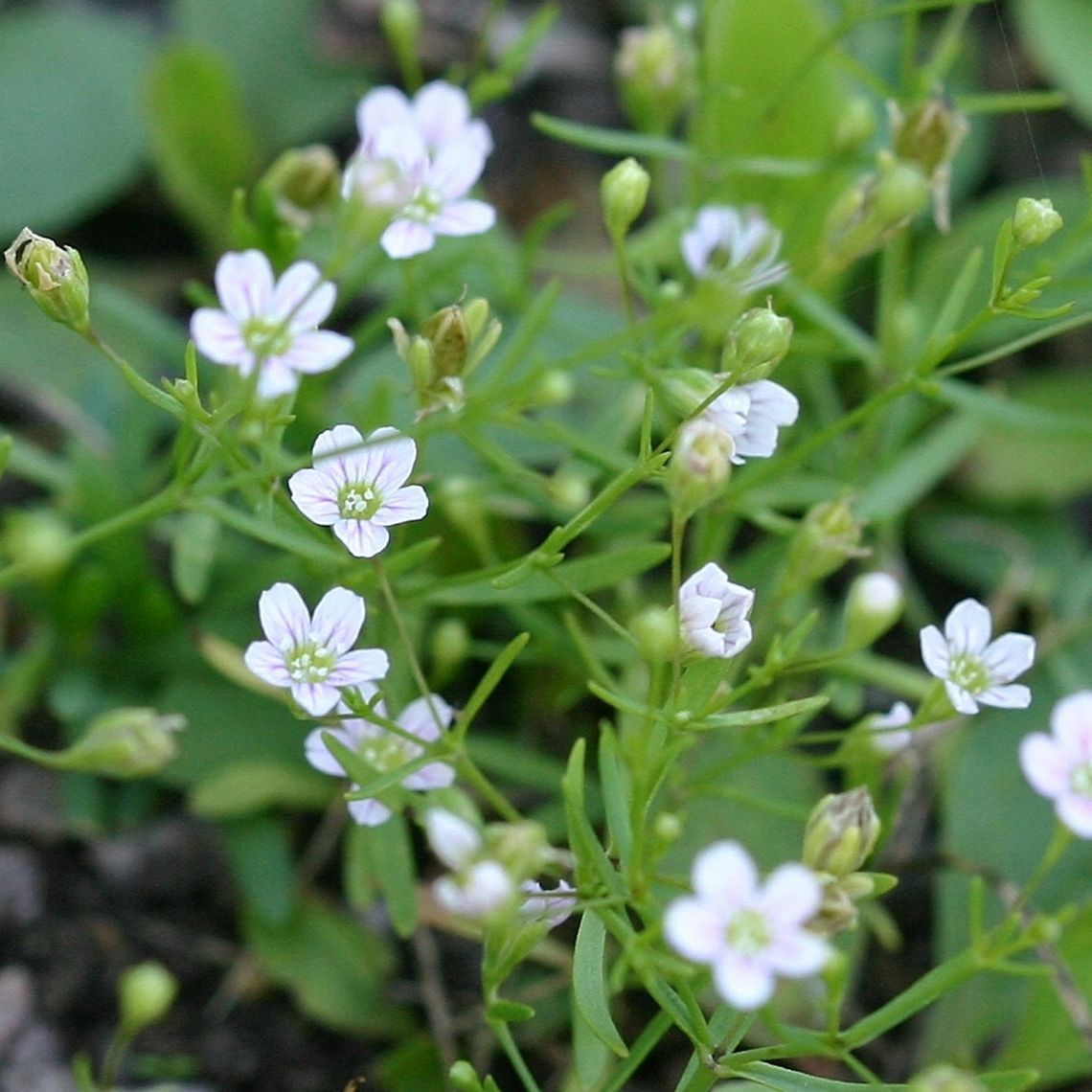 Gypsophila muralis Gypsophila muralis (Low Baby's Breath) in my driveway which is sand and gravel. A few dozen plants appear every year in the same place. Annual gypsophila,Geotagged,Gypsophila muralis,Summer,United States