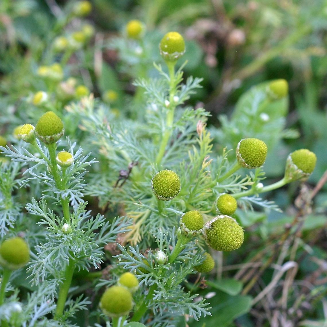 Matricaria discoidea Matricaria discoidea (Pineapple Weed) growing in my driveway which is sand and gravel. Not native to Minnesota but widely established in dry, disturbed sites. Geotagged,Matricaria discoidea,Minnesota,Summer,United States,Wild chamomile