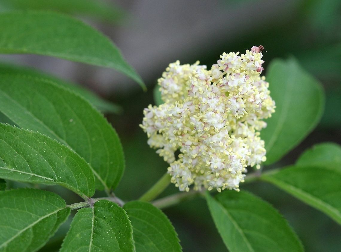 Sambucus racemosa Sambucus racemosa (Red Elderberry) flowers on a large shrub growing along the wall of a barn. Geotagged,Minnesota,Red Elderberry,Sambucus racemosa,Spring,United States,flowers