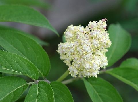 Sambucus racemosa Sambucus racemosa (Red Elderberry) flowers on a large shrub growing along the wall of a barn. Geotagged,Minnesota,Red Elderberry,Sambucus racemosa,Spring,United States,flowers