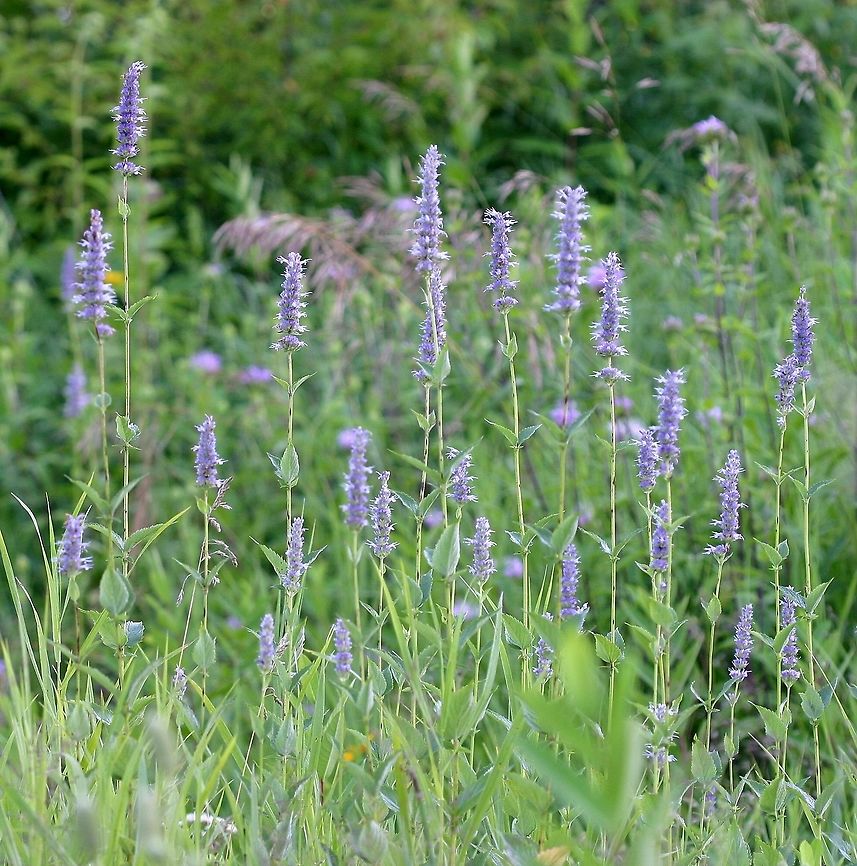 Agastache foeniculum Agastache foeniculum (Anise Hyssop) growing in an old field. I&#039;ve noticed several species of bumblebees, moths, and butterflies nectaring at the flowers of this species. Agastache foeniculum,Anise Hyssop,Geotagged,Minnesota,Summer,United States,native plant