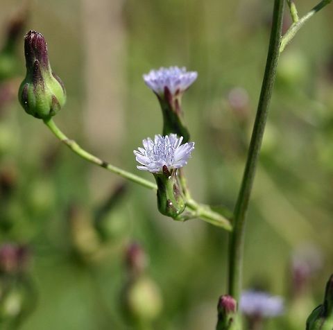 Lactuca biennis Lactuca biennis (Wild Blue Lettuce) growing along the edge of a dirt road. Geotagged,Lactuca biennis,Minnesota,Summer,Tall blue lettuce,United States,Wild Blue Lettuce,biennis