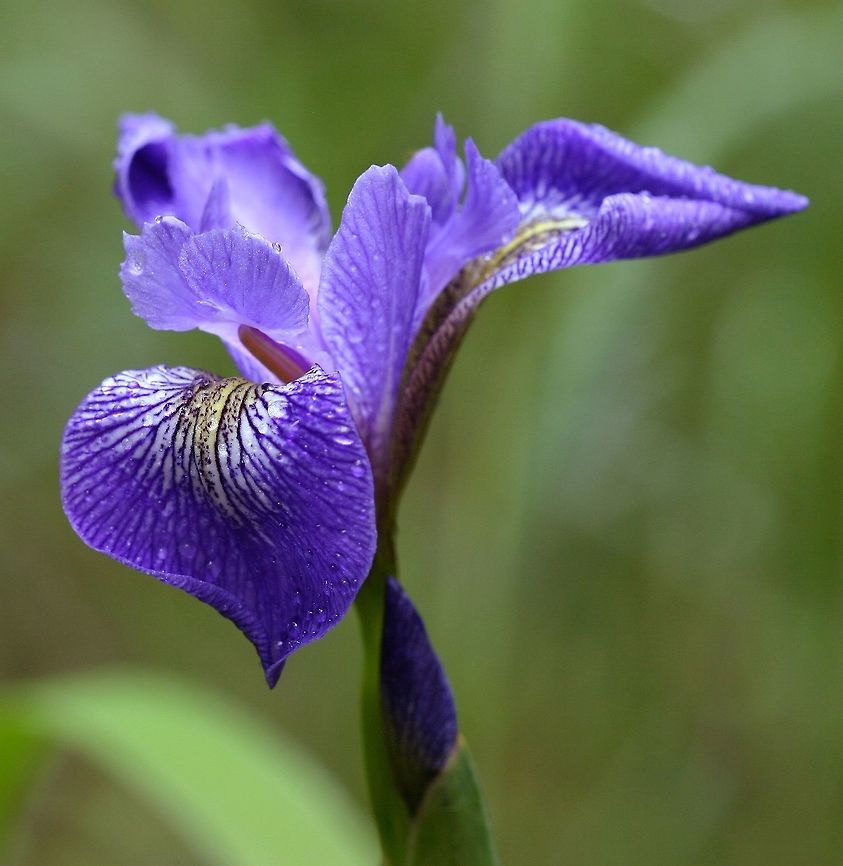 Iris versicolor Iris versicolor (Blue Flag, Harlequin Blue Flag) flower from a large colony growing in a marshy pool. Geotagged,Iris versicolor,Minnesota,Spring,United States,blue flag