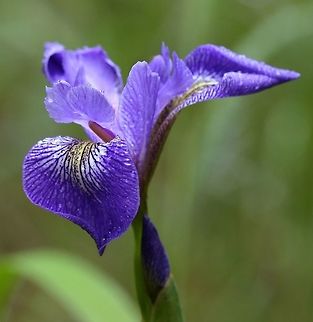 Iris versicolor Iris versicolor (Blue Flag, Harlequin Blue Flag) flower from a large colony growing in a marshy pool. Geotagged,Iris versicolor,Minnesota,Spring,United States,blue flag
