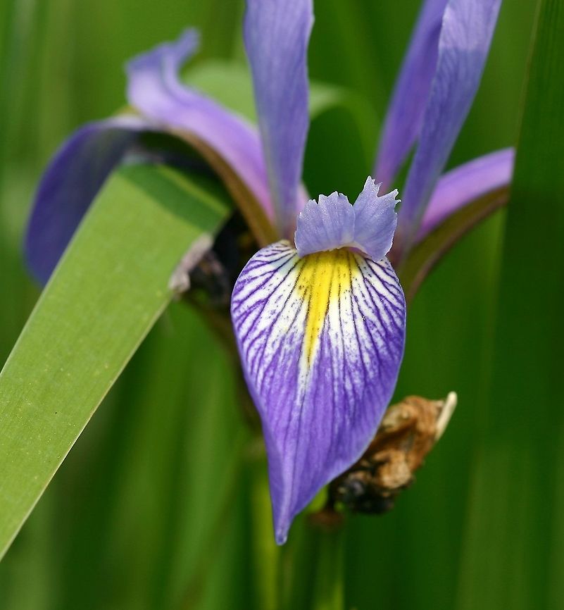 Iris virginica var. shrevei Iris virginica var. shrevei (Blue Flag Iris) growing in a low damp area in an old field. It differs from Iris versicolor by its brighter yellow on the petaloid sepals. Iris versicolor has a yellowish-green patch.<br />
<br />
<a href="http://www.illinoiswildflowers.info/wetland/plants/blueflag.htm" rel="nofollow">http://www.illinoiswildflowers.info/wetland/plants/blueflag.htm</a><br />
<br />
<a href="https://www.minnesotawildflowers.info/flower/southern-blueflag" rel="nofollow">https://www.minnesotawildflowers.info/flower/southern-blueflag</a><br />
<br />
<a href="https://en.wikipedia.org/wiki/Iris_virginica" rel="nofollow">https://en.wikipedia.org/wiki/Iris_virginica</a> Blue Flag Iris,Geotagged,Iris versicolor,Iris virginica,Iris virginica var. shrevei,Summer,United States,Virginia Iris,wild iris