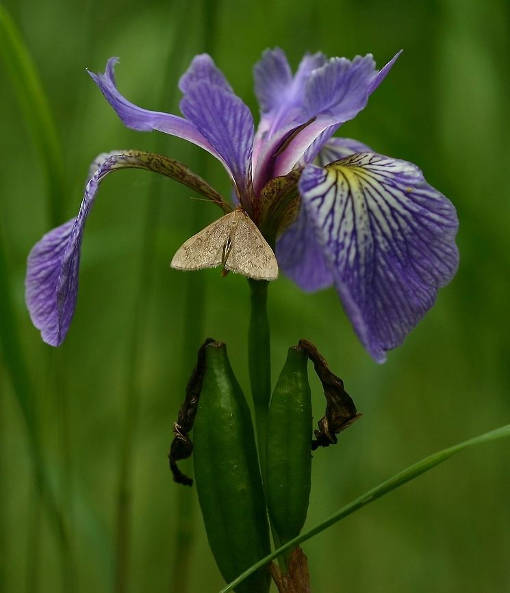 Iris versicolor Iris versicolor (Blueflag Iris) with a moth (Fam. Erebidae). Growing in a vernal pond. Blueflag Iris,Geotagged,Iris versicolor,Minnesota,Summer,United States,ephemeral pond,vernal pond