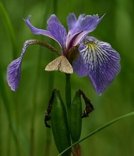 Iris versicolor Iris versicolor (Blueflag Iris) with a moth (Fam. Erebidae). Growing in a vernal pond. Blueflag Iris,Geotagged,Iris versicolor,Minnesota,Summer,United States,ephemeral pond,vernal pond
