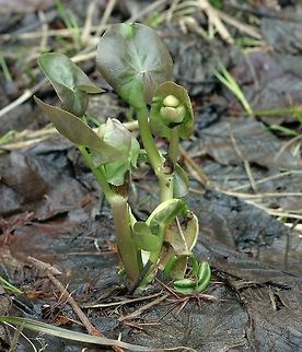 Caltha palustris Caltha palustris (Marsh Marigold) emerging plant in an alder swamp thicket. Caltha palustris,Geotagged,Marsh-marigold,Minnesota,Spring,United States,alder swamp,wetland