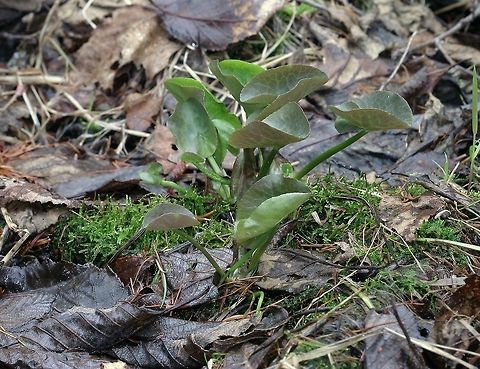Caltha palustris Caltha palustris (Marsh Marigold) emerging plant in an alder swamp thicket. Caltha palustris,Geotagged,Marsh-marigold,Spring,United States,alder swamp