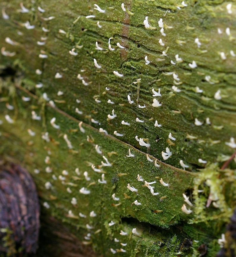 Multiclavula mucida Multiclavula mucida on a damp decorticated balsam fir log in the forest.<br />
<br />
Multiclavula mucida is a lichen although some contest that since the algae and fungus do not form a "typical" thallus. On top of that, the mycobiont its a Basidiomycete whereas in all "true" lichens the mycobiont is an Ascomycete (ignoring for now the Bryoria with its Ascomycete mycobiont and Basidiomycete yeast mycobiont living together with an algal partner). Recent studies have shown that the Basidiomycete and its algal partner are not merely coincidental but intimately connected.<br />
<br />
I've been observing several logs in my forest with Multiclavula mucida on them and it appears that the colonies persist for years. Basidiolichen,Geotagged,Minnesota,Multiclavula mucida,Spring,United States,White green-algae coral