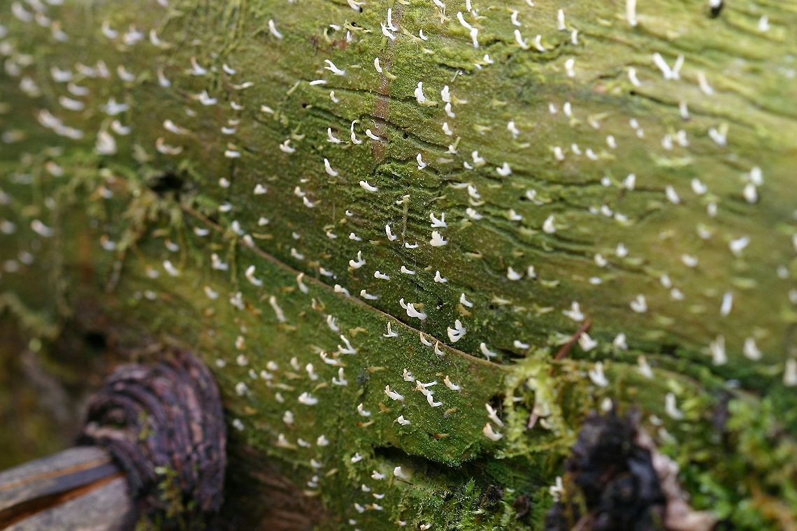 Multiclavula mucida Multiclavula mucida on a damp decorticated balsam fir log in the forest.<br />
<br />
Multiclavula mucida is a lichen although some contest that since the algae and fungus do not form a "typical" thallus. On top of that, the mycobiont is a Basidiomycete whereas in all "true" lichens the mycobiont is an Ascomycete (ignoring for now the Bryoria with its Ascomycete mycobiont and Basidiomycete yeast mycobiont living together with an algal partner). Recent studies have shown that the Basidiomycete and its algal partner are not merely coincidental but intimately connected.<br />
<br />
I've been observing several logs in my forest with Multiclavula mucida on them and it appears that the colonies persist for years. Basidiolichen,Geotagged,Minnesota,Multiclavula mucida,Spring,United States,White green-algae coral