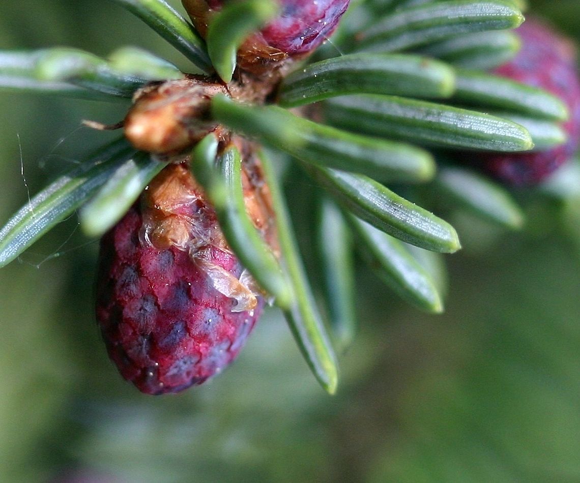 Picea mariana Picea mariana (Black Spruce) pollen cones. Geotagged,Picea mariana,Spring,United States,black spruce,cones,tree