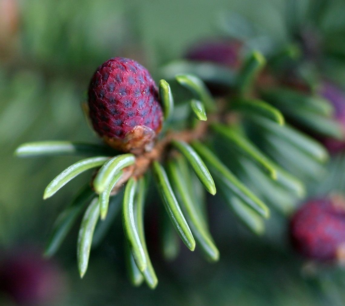 Picea mariana Picea mariana (Black Spruce) pollen cones not yet open. They may not be flowers but they are colorful. Geotagged,Picea mariana,Pinaceae,Spring,United States,black spruce,conifer,gymnosperm,tree