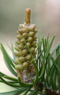 Pinus banksiana Pinus banksiana (Jack Pine) pollen cone cluster. Geotagged,Jack pine,Pinus banksiana,Spring,United States
