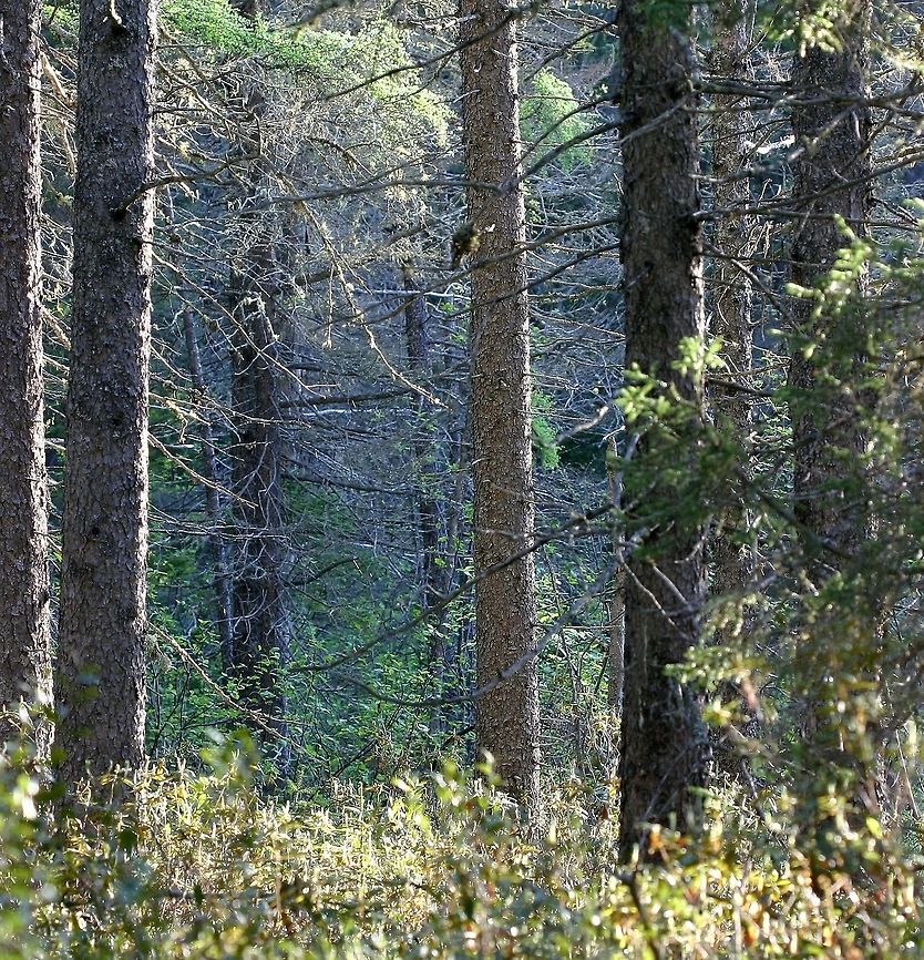 Black Spruce Forest Black Spruce Forest with a thick shrub layer of Labrador Tea (Rhoddendron groenlandicum). This is a forested swamp with active lateral groundwater flow. Geotagged,Minnesota,Picea mariana,Spring,United States,black spruce,forest,mariana,wetland