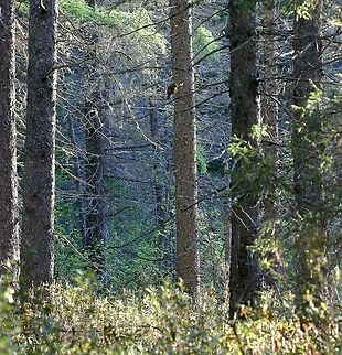Black Spruce Forest Black Spruce Forest with a thick shrub layer of Labrador Tea (Rhoddendron groenlandicum). This is a forested swamp with active lateral groundwater flow. Geotagged,Minnesota,Picea mariana,Spring,United States,black spruce,forest,mariana,wetland