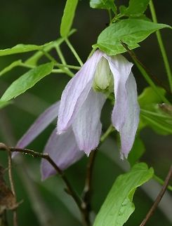 Clematis occidentalis var. occidentalis Clematis occidentalis var. occidentalis (Western, Purple, or Wild Clematis) is one of two clematis native to Minnesota. It is somewhat uncommon in the state. It prefers rocky soils or even cliff faces and talus slopes with some shade. This one was growing on a steep bank of boulders and glacial till in a mixed conifer/deciduous species forest. Clematis occidentalis,Geotagged,Minnesota,Purple Clematis,Spring,United States,Western Blue Virginsbower,Western Clematis,Wild Clematis