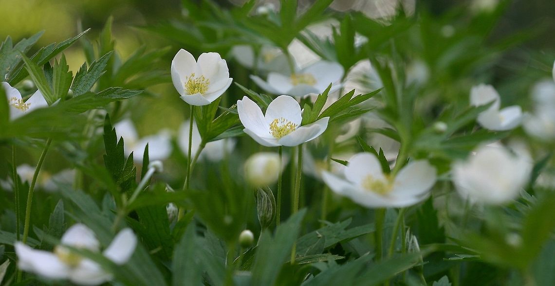 Anemone canadensis Anemone canadensis (Canada Anemone) Anemone canadensis,Canada Anemone,Canada anemone,Geotagged,Spring,United States,anemone