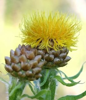 Grossheimia macrocephala (obsolete syn, Centaurea macrocephala) Grossheimia macrocephala (Golden Knapweed) a casual garden escape here but does not seem to be spreading. Native to the Caucasus region. Centaurea macrocephala,Geotagged,Grossheimia macrocephala,Summer,United States