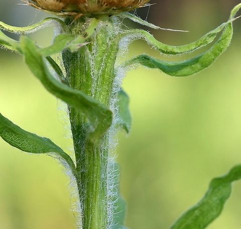 Grossheimia macrocephala (obsolete syn, Centaurea macrocephala) view of stem Grossheimia macrocephala (Golden Knapweed) a casual garden escape here but does not seem to be spreading. Native to the Caucasus region. Centaurea macrocephala,Geotagged,Golden Knapweed,Grossheimia macrocephala,Summer,United States