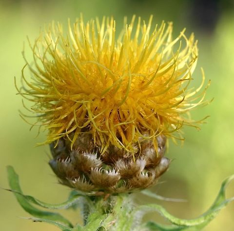 Grossheimia macrocephala (obsolete syn. Centaurea macrocephala) Grossheimia macrocephala (Golden Knapweed) a casual garden escape here but does not seem to be spreading. Native to the Caucasus region. Centaurea macrocephala,Geotagged,Golden Knapweed,Grossheimia macrocephala,Summer,United States