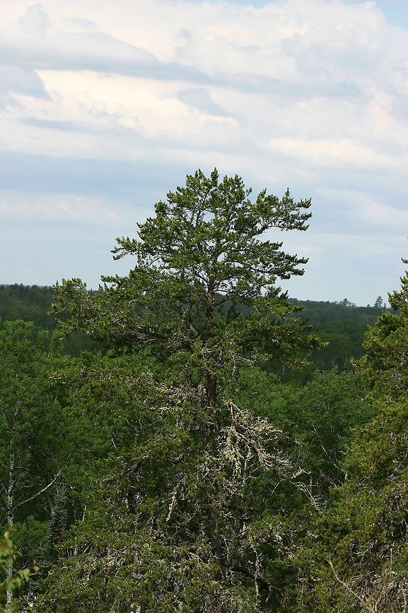 Jack Pine growing on a massive rock out crop. Pinus banksiana (Jack Pine) on a massive rock outcrop near Pickerel Creek. Geotagged,Jack pine,Minnesota,Pickerel Creek,Pinus banksiana,Summer,United States