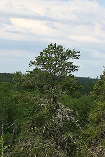 Jack Pine growing on a massive rock out crop. Pinus banksiana (Jack Pine) on a massive rock outcrop near Pickerel Creek. Geotagged,Jack pine,Minnesota,Pickerel Creek,Pinus banksiana,Summer,United States
