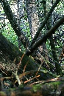 Leaning Trees in a White Cedar Swamp Dense shrub and tree growth in a white cedar (Thuja occidentalis) swamp in northern Minnesota. Geotagged,Minnesota,Spring,Thuja occidentalis,United States,cedar swamp,conifer swamp,trees,white cedar