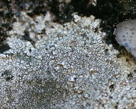 Diploschistes scruposus Diploschistes scruposus, a lichen, on an exposed granitic outcrop near Echo Lake in Minnesota. Diploschistes scruposus,Geotagged,Minnesota,Summer,Thelotremataceae,United States,bedrock,lichen