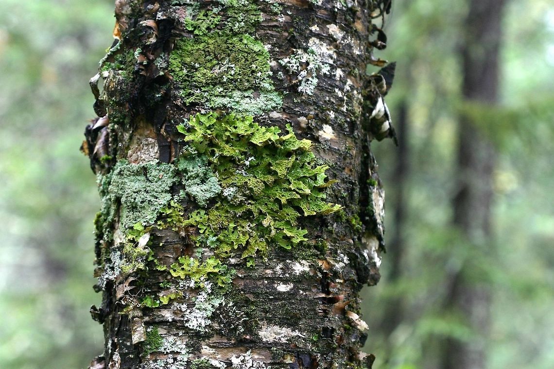 Lobaria pulmonaria Lobaria pulmonaria (Lungwort Lichen) on an ancient Yellow Birch (diameter 32 cm) in a conifer swamp. Located about 1.5 meters above the ground on the north side of the tree. This lichen was first spotted by me in 1972. Other lichens also grow with this one including Heterodermia speciosa, Myelochroa auralenta, and Pyxine sorediata which are considered lichen species with a preference for old trees. Fall,Geotagged,Lobaria pulmonaria,Lungwort Lichen,Tree lungwort,United States,conifer swamp,lichen,yellow birch