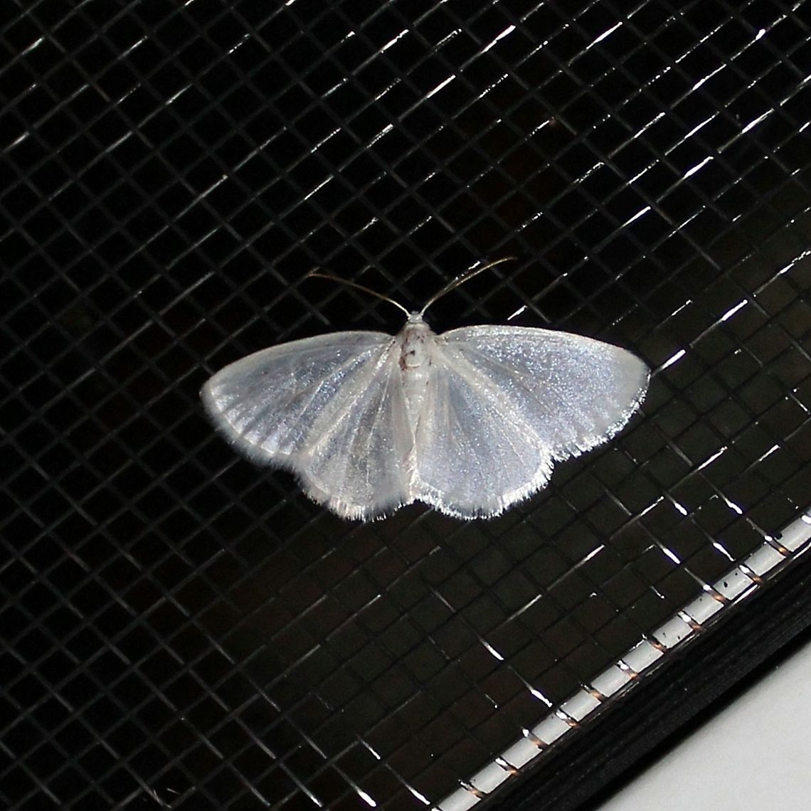 Lomographa vestaliata Lomographa vestaliata (White Spring Moth) Geotagged,Lomographa vestaliata,Minnesota,Spring,United States,White Spring Moth,ennominae,geometridae