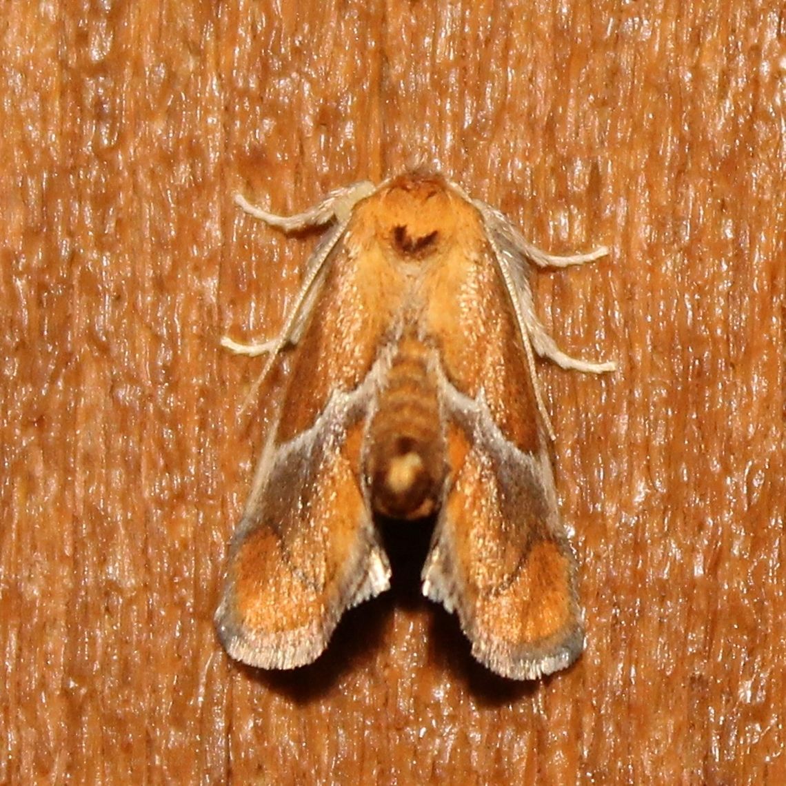 Lithacodes fasciola Lithacodes fasciola Geotagged,Lithacodes fasciola,Summer,United States